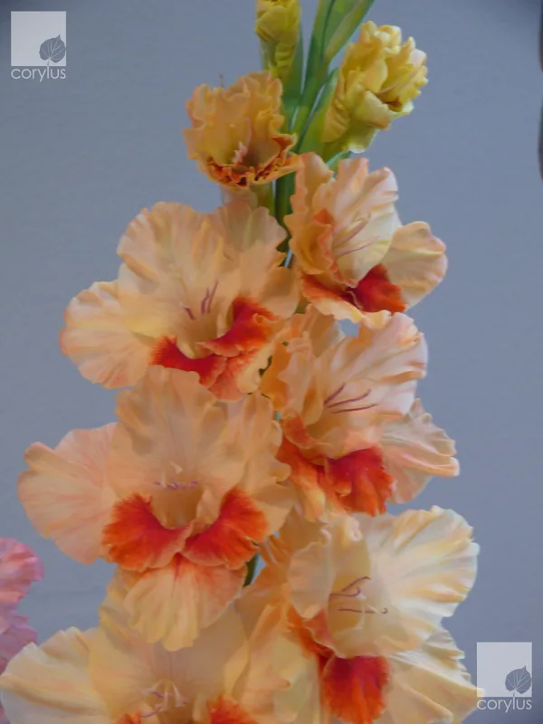 L.Zaķa radīts hibrīds