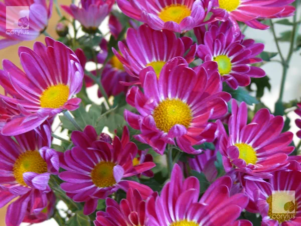 Breeze Purple Duo