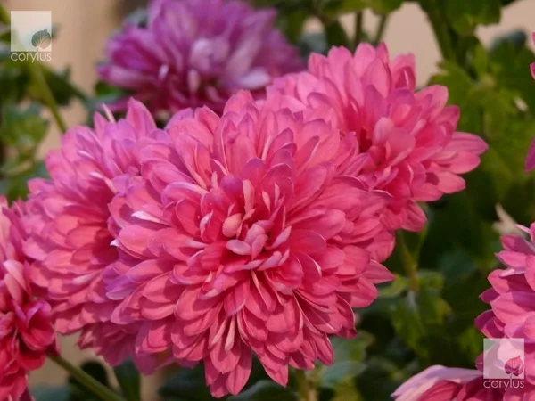 Pompon Rosa